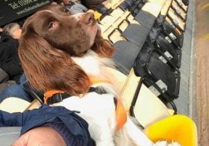 Dale James and his dog at a Tiverton Town game. Photo: Dale James.