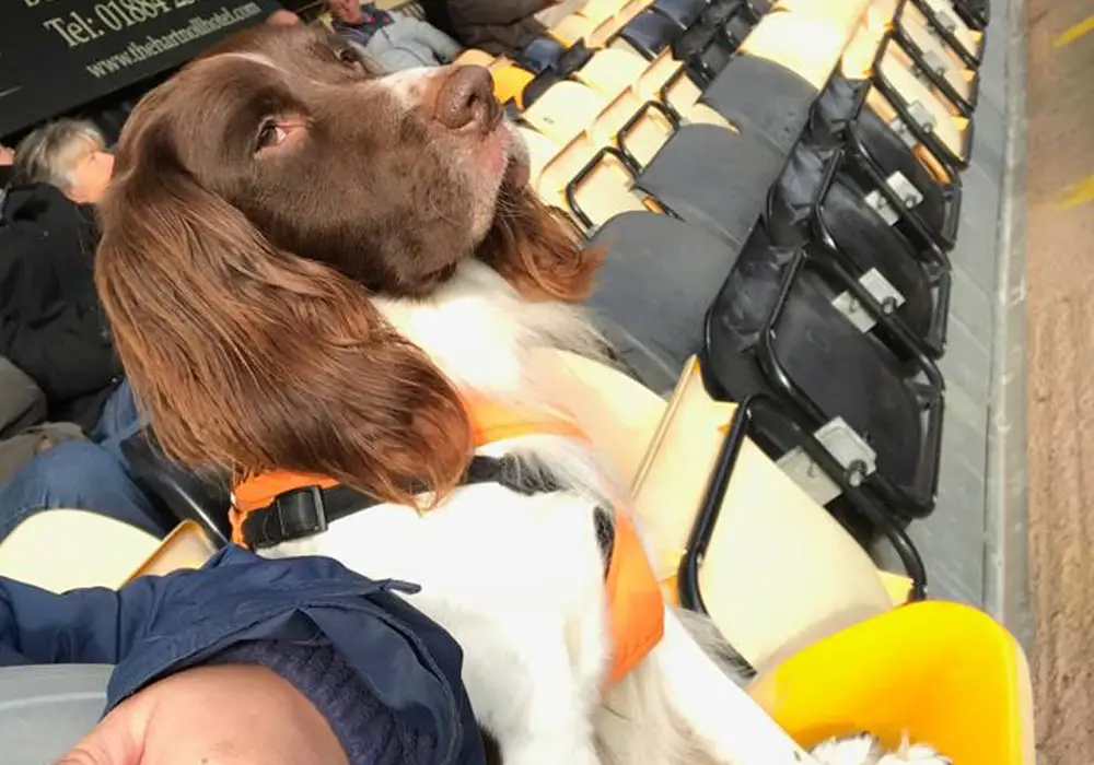 Dale James and his dog at a Tiverton Town game. Photo: Dale James.