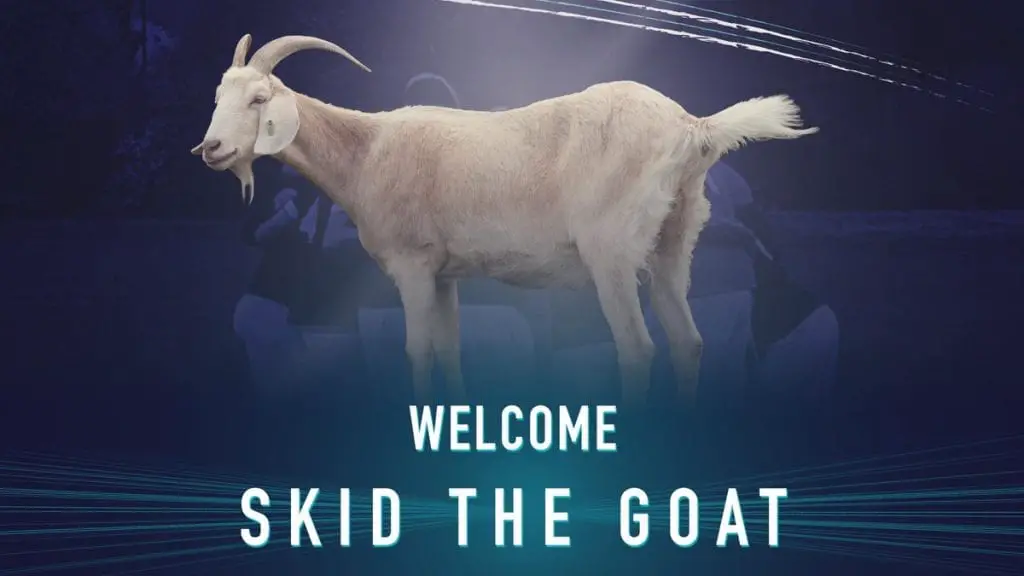 Caversham United's Skid the Goat.