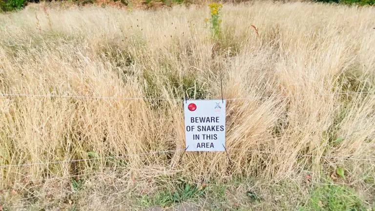 A sign of the times. Beware of snakes at Wokingham & Emmbrook. Photo: Paul Smithson.